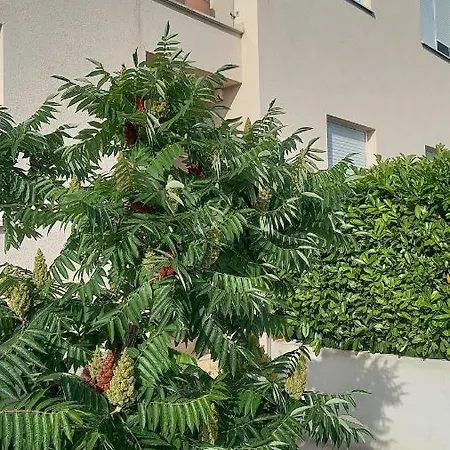 Dandelion Apartman Brela