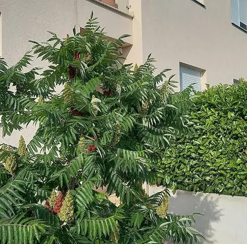 Dandelion 아파트 브렐라